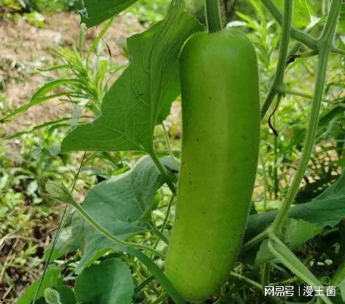 网红吃瓠子瓜是真的吗,真相揭秘还是炒作？  第3张